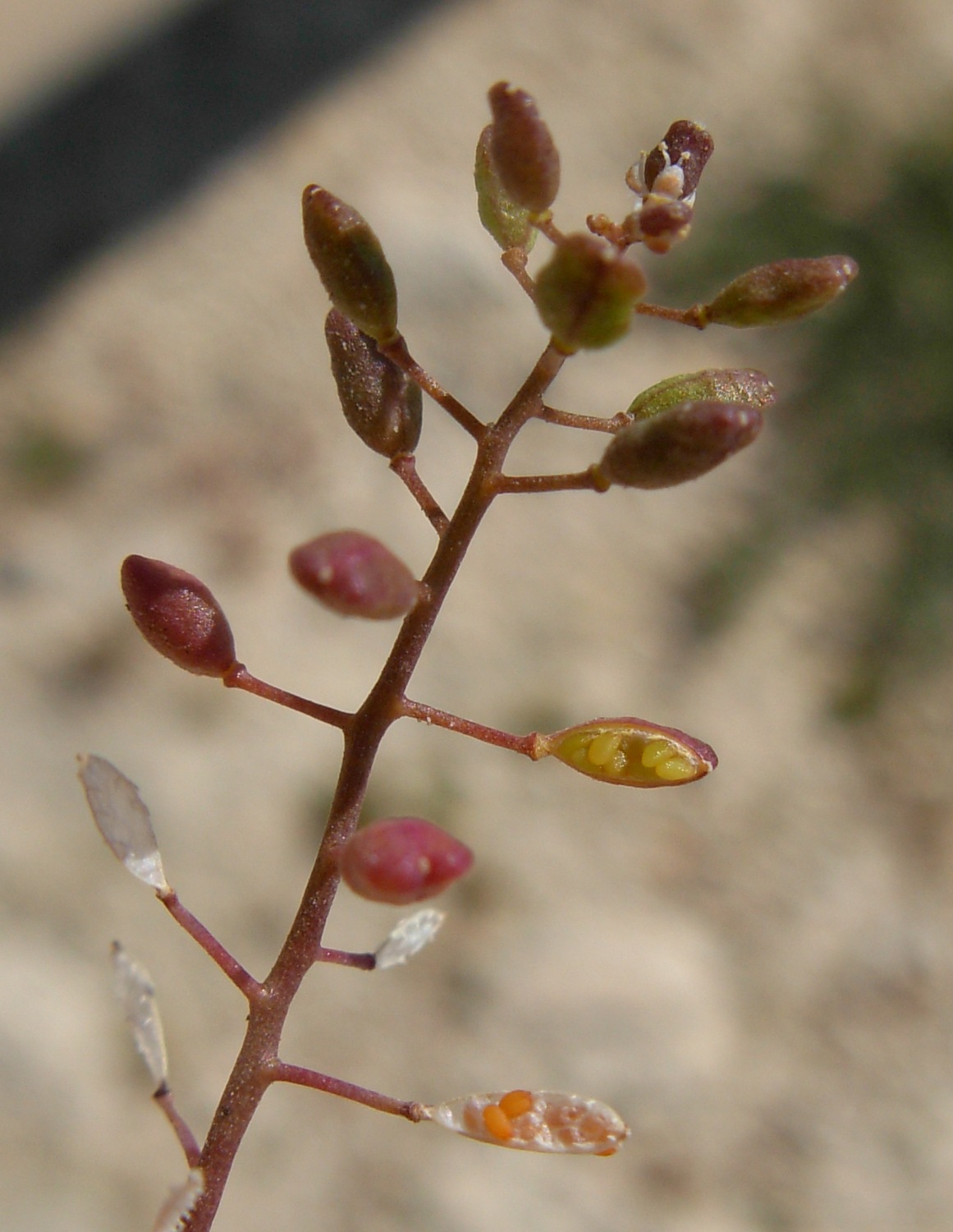 Hornungia procumbens / Hornungia procumbens